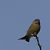 Verdier d'Europe (Chloris chloris) © Magali Hivert