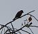 Pinson des arbres (Fringilla coelebs) © Magali Hivert