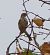 Pipit farlouse  - Magali Hivert