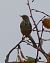 Pipit farlouse (Anthus pratensis) © Magali Hivert