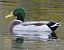 Canard colvert (Anas platyrhynchos) © Magali Hivert
