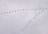 Grue cendrée (Grus grus) © Patrick Quercy