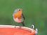Rougegorge familier (Erithacus rubecula) © François Aubert