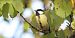 Mésange charbonnière (Parus major) © Viviane Richard