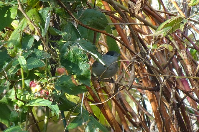 Fauvette à tête noire  - Sandra David