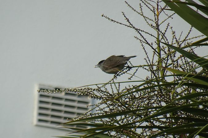 Fauvette à tête noire  - Sandra David