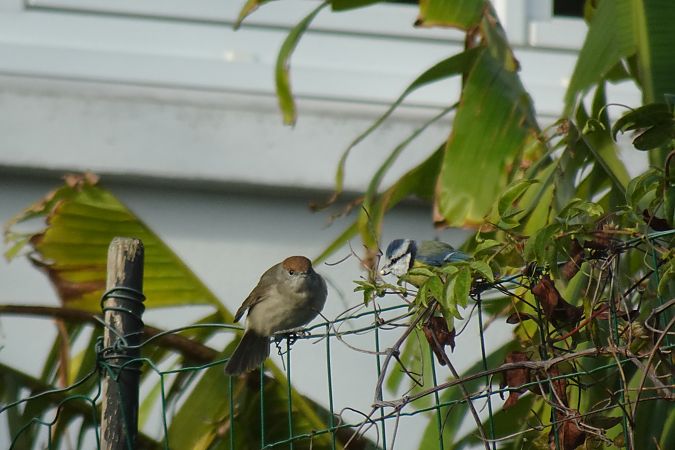 Fauvette à tête noire  - Sandra David