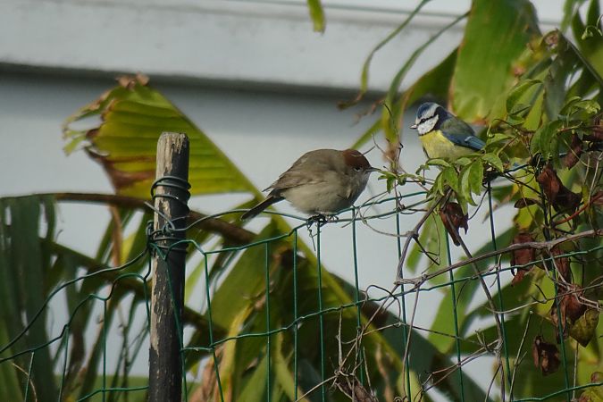 Fauvette à tête noire  - Sandra David