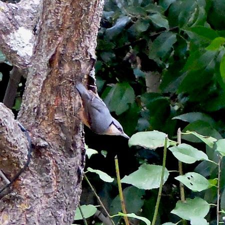 Sittelle torchepot  - Marc Chabanon