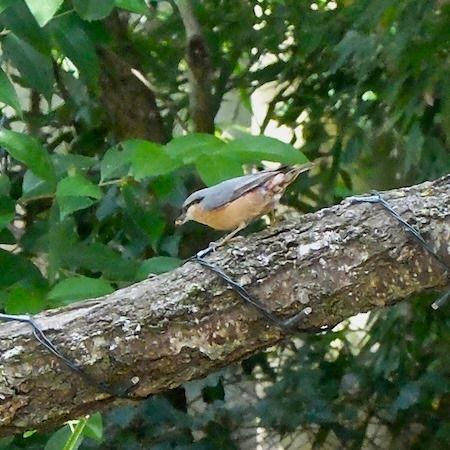 Sittelle torchepot  - Marc Chabanon