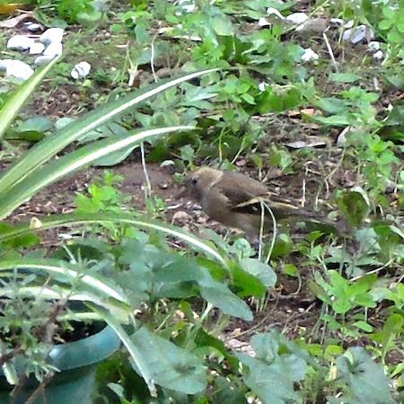 Pinson des arbres  - Marc Chabanon