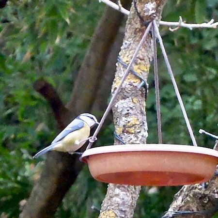 Mésange bleue  - Marc Chabanon
