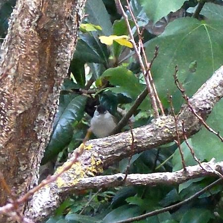 Fauvette à tête noire  - Marc Chabanon
