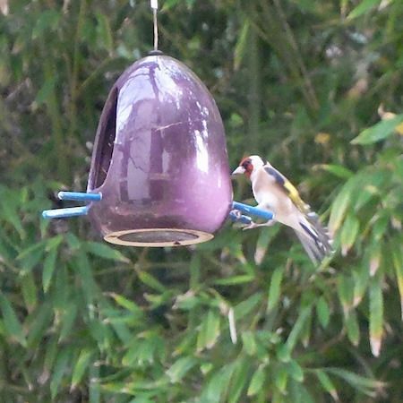 Chardonneret élégant  - Marc Chabanon