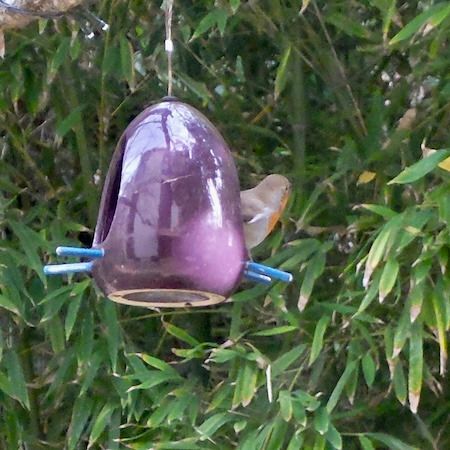 Rougegorge familier  - Marc Chabanon