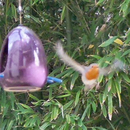 Rougegorge familier  - Marc Chabanon