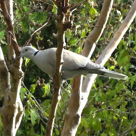 Tourterelle turque  - Marc Chabanon