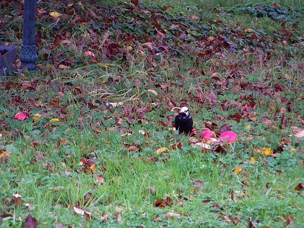 Merle noir  - Taquet Pierrette