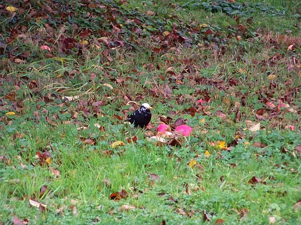 Merle noir  - Taquet Pierrette