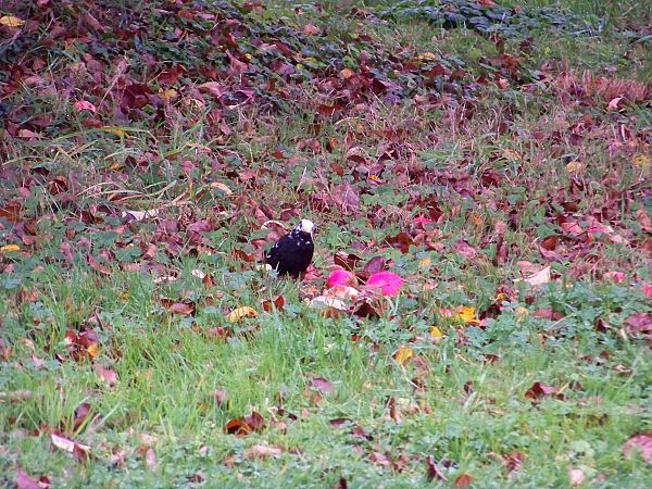 Merle noir  - Taquet Pierrette