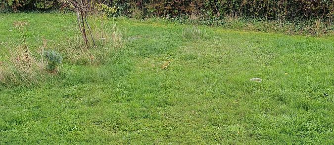 Pic vert  - Xavier Grevet