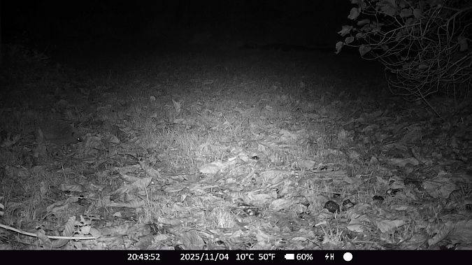 Hérisson d'Europe  - Xavier Grevet