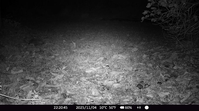 Hérisson d'Europe  - Xavier Grevet