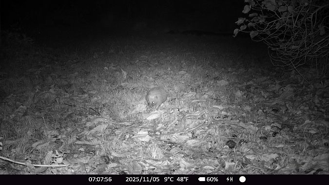 Hérisson d'Europe  - Xavier Grevet