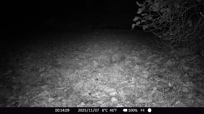 Hérisson d'Europe  - Xavier Grevet