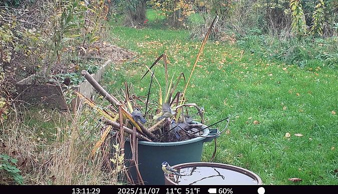 Mésange bleue  - Xavier Grevet