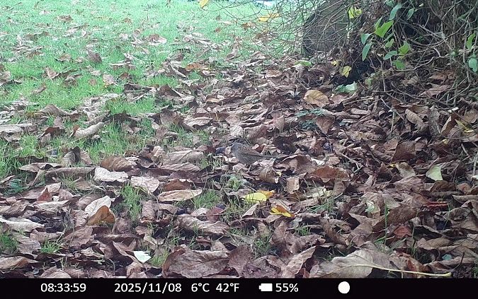 Accenteur mouchet  - Xavier Grevet