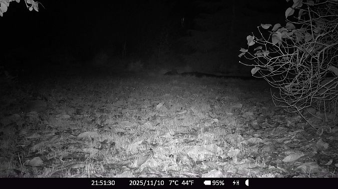 Hérisson d'Europe  - Xavier Grevet