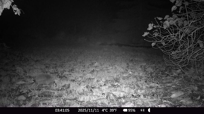 Hérisson d'Europe  - Xavier Grevet