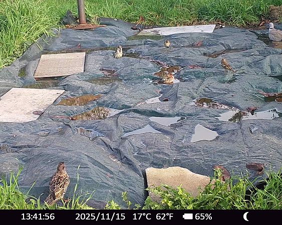 Pinson des arbres  - Xavier Grevet