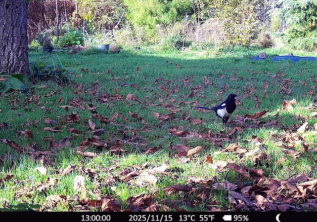 Pie bavarde  - Xavier Grevet