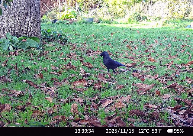 Choucas des tours  - Xavier Grevet