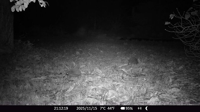 Hérisson d'Europe  - Xavier Grevet