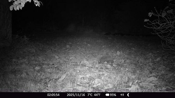 Hérisson d'Europe  - Xavier Grevet