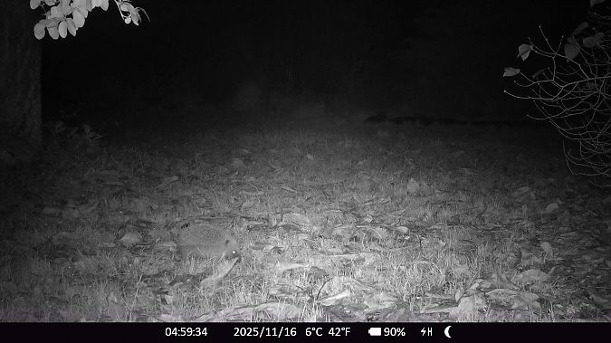 Hérisson d'Europe  - Xavier Grevet