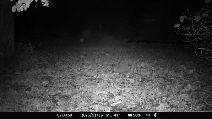 Hérisson d'Europe  - Xavier Grevet