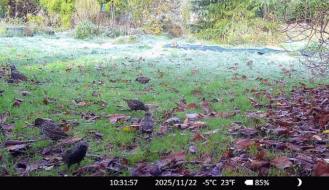 Étourneau sansonnet  - Xavier Grevet