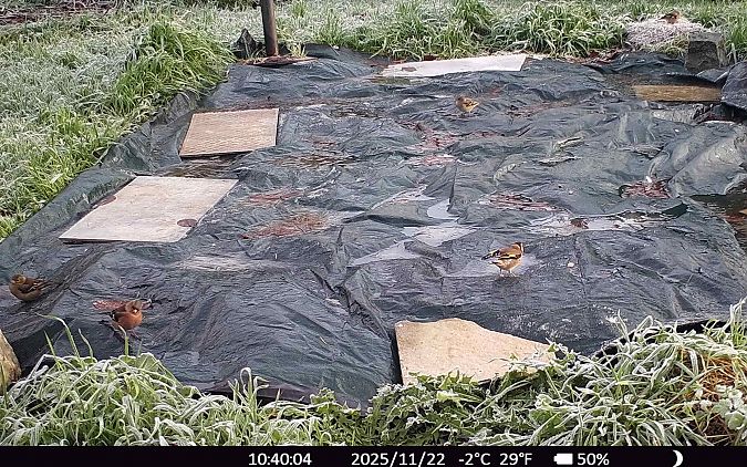 Chardonneret élégant  - Xavier Grevet