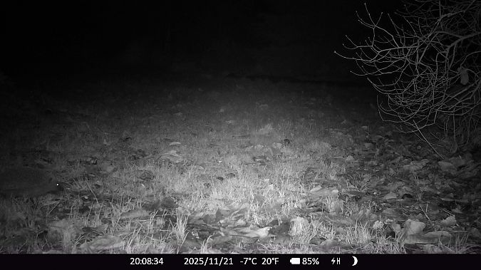 Hérisson d'Europe  - Xavier Grevet