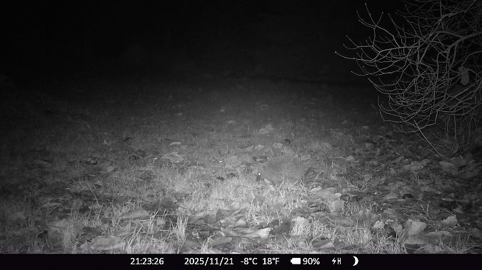 Hérisson d'Europe  - Xavier Grevet