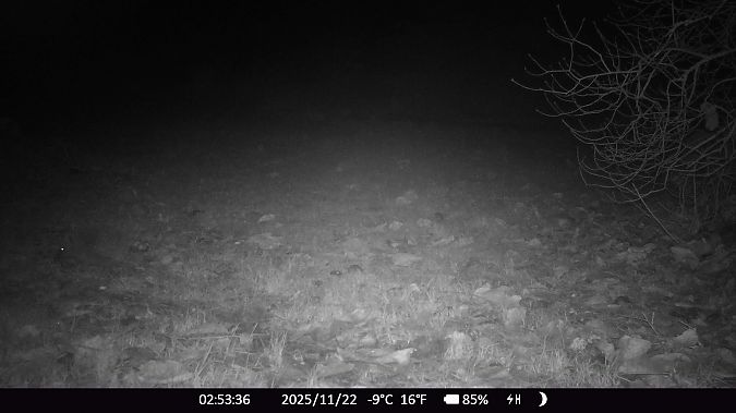 Hérisson d'Europe  - Xavier Grevet