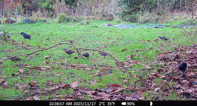 Choucas des tours  - Xavier Grevet