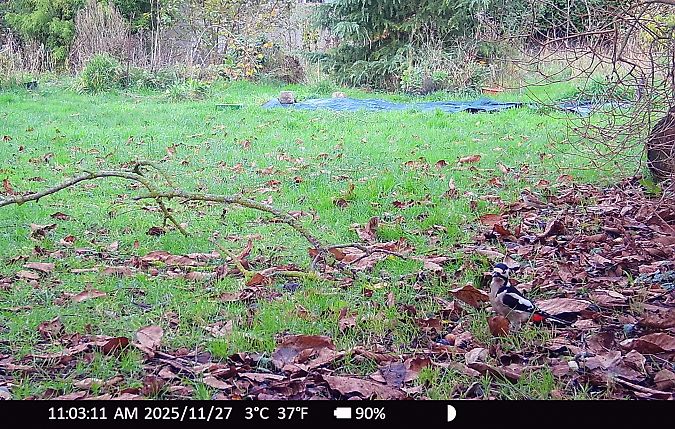 Pic épeiche  - Xavier Grevet