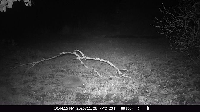 Hérisson d'Europe  - Xavier Grevet