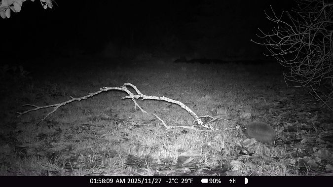 Hérisson d'Europe  - Xavier Grevet