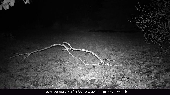 Hérisson d'Europe  - Xavier Grevet